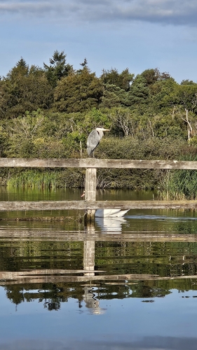 iNaturalist: (c) Jack Champion, some rights reserved (CC BY-NC), uploaded by Jack Champion iNaturalist image