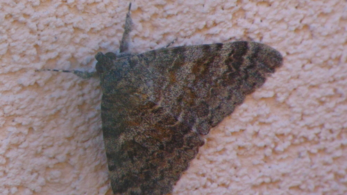 French Red Underwing