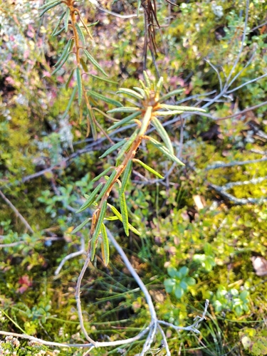 marsh Labrador tea