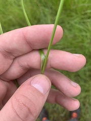 Carex unilateralis