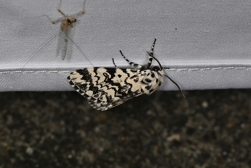 Pine Arches Moth