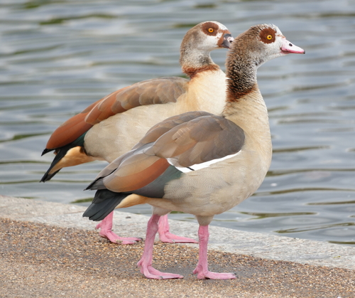 iNaturalist image