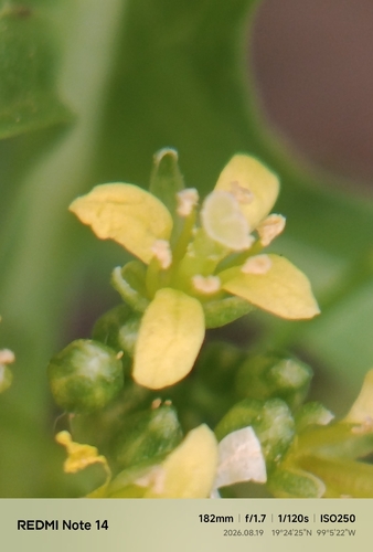 Mostacilla