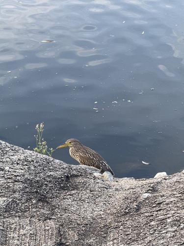 iNaturalist image