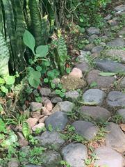 Lampropeltis micropholis