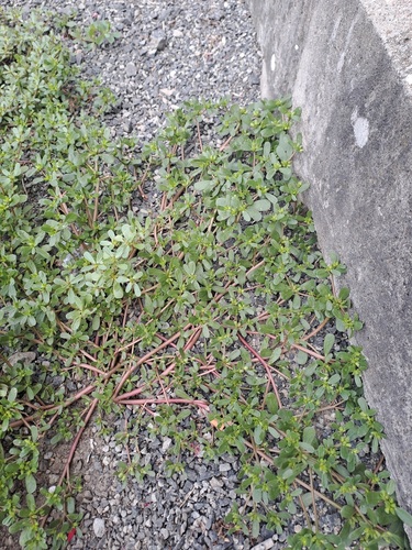 Common Purslane