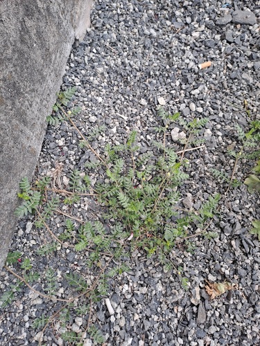 puncture vine