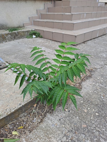 tree-of-heaven