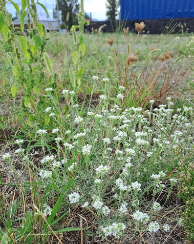 hoary alyssum