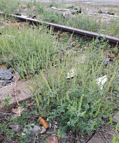common ragweed
