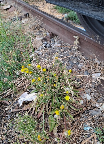 Hawkweed Oxtongue