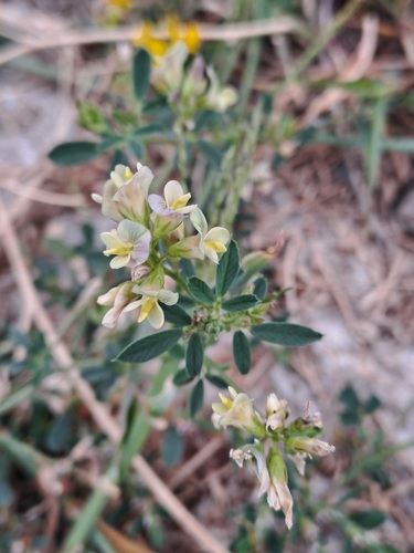 Sand Lucerne