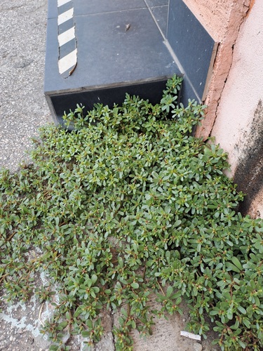 Common Purslane