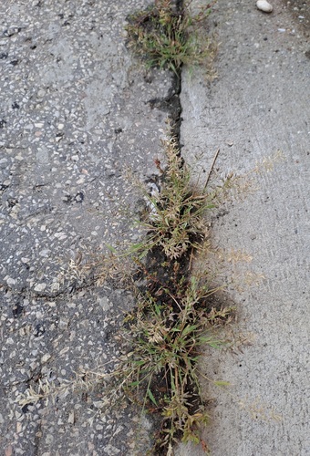 Little Lovegrass