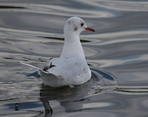 iNaturalist image