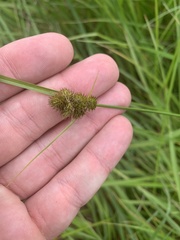 Carex unilateralis
