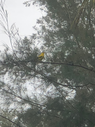 Black-naped Oriole
