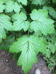 Actaea elata
