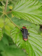Cantharis fusca