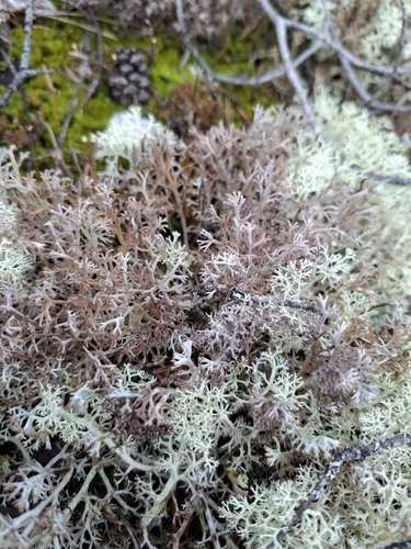 Black-footed Reindeer Lichen
