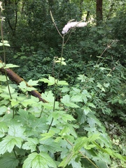 Actaea elata