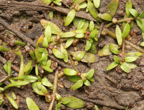 Elatine gratioloides, 2026-09-08