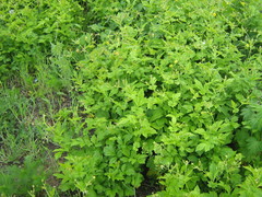 Geum urbanum