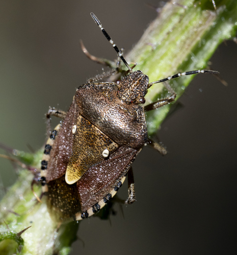 Sloe Bug