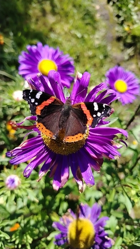 Red Admiral