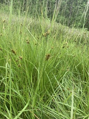 Carex unilateralis