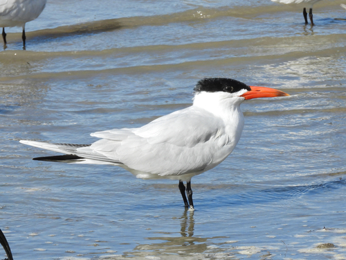 iNaturalist: (c) TANIGAKI Taketo, some rights reserved (CC BY-NC), uploaded by TANIGAKI Taketo iNaturalist image