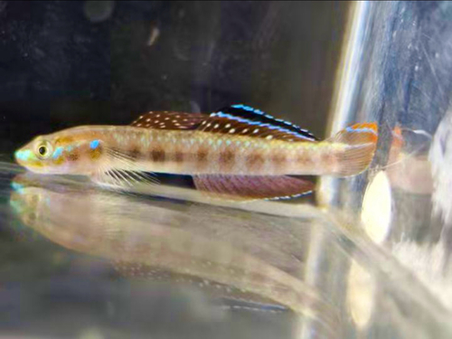 Golden-red Stiphodon