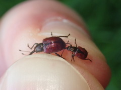 Tatianaerhynchites aequatus