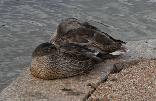 iNaturalist image