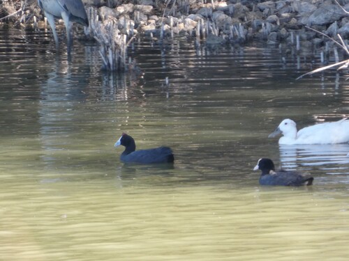 iNaturalist: (c) b3ugaz, some rights reserved (CC BY-NC) iNaturalist image