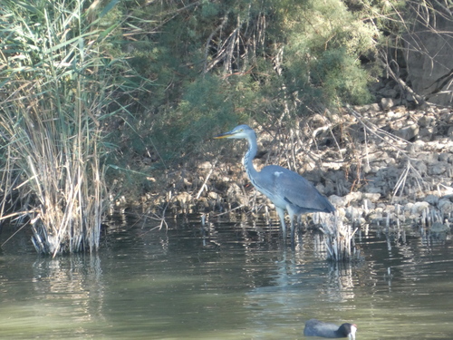 iNaturalist image