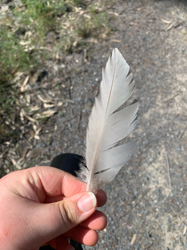 Plume de Canard à crinière