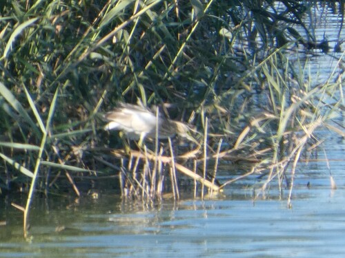 iNaturalist image