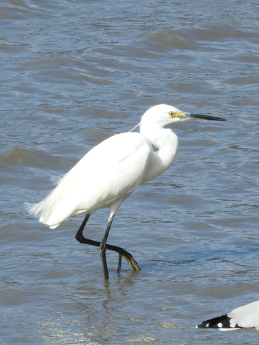 iNaturalist image