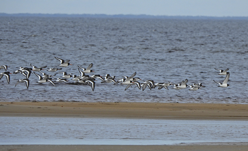 iNaturalist image