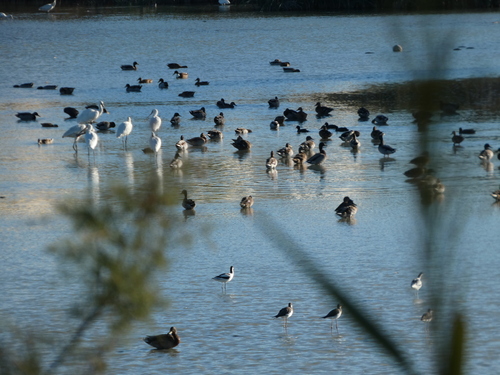 iNaturalist image