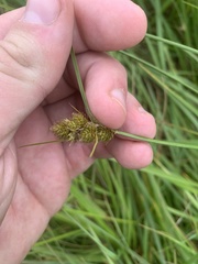 Carex unilateralis