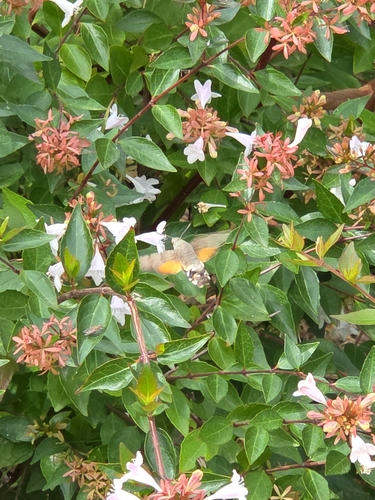 Eurasian Hummingbird Hawkmoth