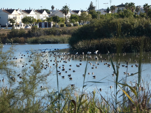 iNaturalist image