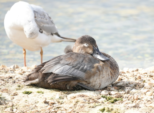 iNaturalist image