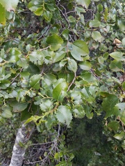 Prunus ilicifolia ilicifolia
