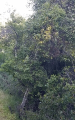 Prunus ilicifolia ilicifolia