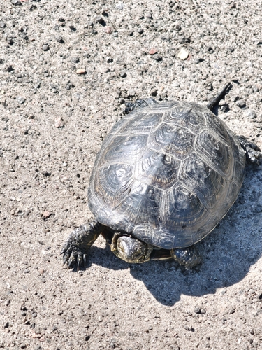 European Pond Turtle