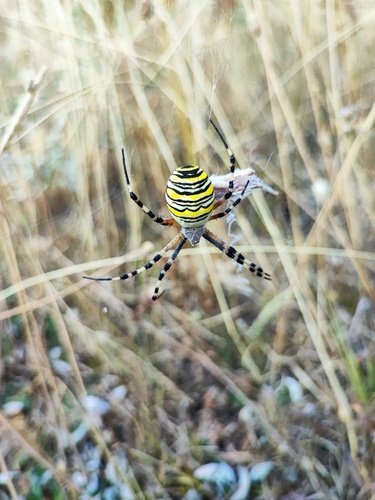 Wasp Spider