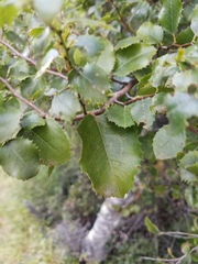 Prunus ilicifolia ilicifolia